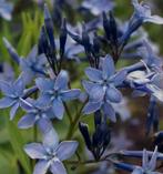 Blauwe Sterplant - Amsonia, Ophalen of Verzenden, Lente, Vaste plant, Volle zon