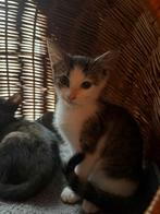 😻 Knuffelige kittens uit liefdevol nestje – mogen 5 decembe, Dieren en Toebehoren, Meerdere dieren