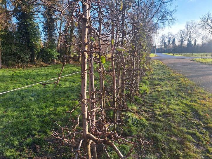 Laagstam Elstar appelbomen 6-9cm 2.5/3m hoog 10 jaar oud, Tuin en Terras, Planten | Fruitbomen, Ophalen