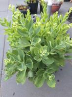 Sedum, Tuin en Terras, Planten | Tuinplanten, Volle zon, Vaste plant, Zomer, Ophalen