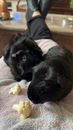 Cavia zeugje zoekt goed huis wegens overlijden vriendin., Cavia, Augustus, Vrouwelijk, Tam