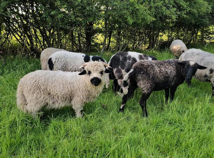 Prachtig koppel schapen, kruising Walliser Schwarznase, Dieren en Toebehoren, Schapen, Geiten en Varkens, Schaap, Meerdere dieren