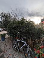 Tuinplanten, Ophalen, Overige soorten, Halfschaduw