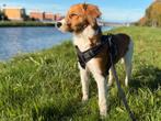Lief en mooi raszuiver Kooikerhondje pup (reu), 20 weken oud, Dieren en Toebehoren, Rabiës (hondsdolheid), 15 weken tot 1 jaar