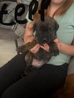 7 mooi puppy’s, Dieren en Toebehoren, Honden | Niet-rashonden, Parvo, 8 tot 15 weken, Groot, Meerdere