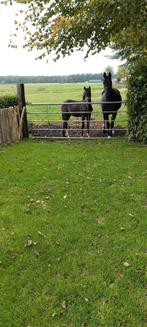 Veulen te koop, Dieren en Toebehoren, Ophalen of Verzenden