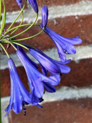 Agapanthus “Blue Belle” beschikbaar voor biedingen