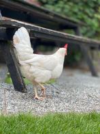 Broedeieren witte leghorn, Dieren en Toebehoren, Pluimvee, Geslacht onbekend, Kip