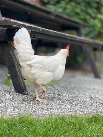 Broedeieren witte leghorn beschikbaar voor biedingen