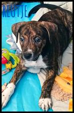 Pitbull pups, Dieren en Toebehoren, Overige rassen, CDV (hondenziekte), 8 tot 15 weken, Meerdere