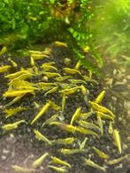 Yellow fire neonstripe OE (orange eyes/amber eyes), Kreeft, Krab of Garnaal