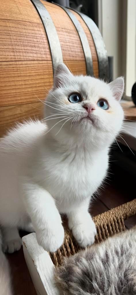 Brits korthaar poesje( mag aankomend weekend verhuizen), Dieren en Toebehoren, Katten en Kittens | Raskatten | Korthaar, Poes