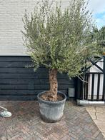 Olea europeae olijfboom ruwe stam, Tuin en Terras, 100 tot 250 cm, Olijfboom, Zomer, Ophalen