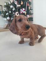 Te koop hele lieve teckel pup, het is een reu., Dieren en Toebehoren, Honden | Teckels en Dashonden, Standaard, Reu, 8 tot 15 weken