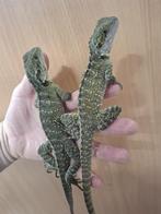 Physignathus Lesueurii 1.3, Dieren en Toebehoren, Reptielen en Amfibieën, Hagedis, 0 tot 2 jaar