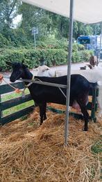 Mooie bonte melkgeit, Dieren en Toebehoren, Schapen, Geiten en Varkens, Vrouwelijk, Geit
