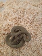 Gonyosoma boulengeri nk.25, Dieren en Toebehoren, Reptielen en Amfibieën, Slang, 0 tot 2 jaar