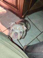 Binnenkort nieuwe micro extreem Chester pups, Dieren en Toebehoren, Particulier, 15 weken tot 1 jaar, Buitenland, Parvo