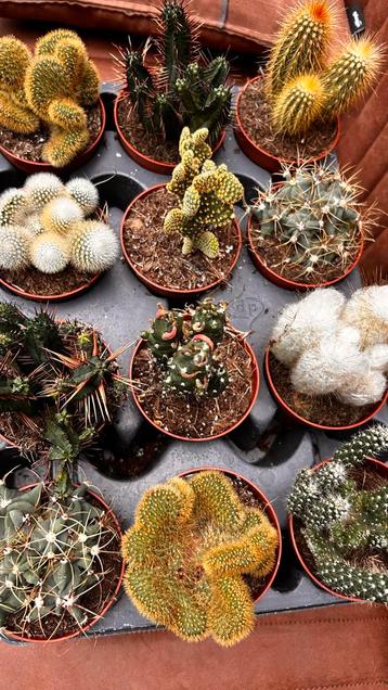 Diverse Cactus Collectie beschikbaar voor biedingen