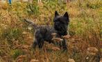 cairn terrier, Dieren en Toebehoren, Rabiës (hondsdolheid), Eén hond, 3 tot 5 jaar, Nederland