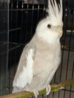 Valkparkiet cinnamon, Dieren en Toebehoren, Mannelijk