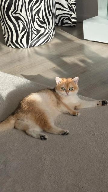 Golden shaded britse poes zoekt gouden mandje  beschikbaar voor biedingen
