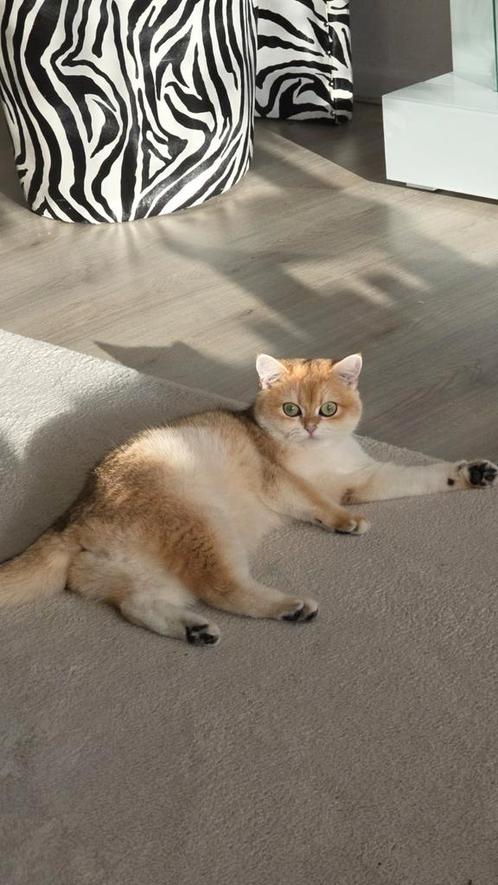 Golden shaded britse poes zoekt gouden mandje, Dieren en Toebehoren, Katten en Kittens | Raskatten | Langhaar, Meerdere dieren