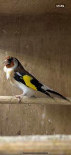 Kweek putter van 2023 man, Dieren en Toebehoren, Vogels | Overige Vogels, Meerdere dieren, Wildzangvogel