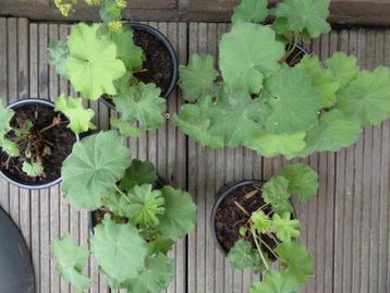 plant buitenplant VROUWENMANTEL beschikbaar voor biedingen