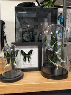 Vlinder Urania Leilus in Lijst/Stolp, Ophalen of Verzenden, Nieuw, Insect, Opgezet dier