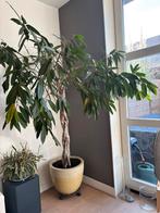Mooie grote kamerplant incl. pot, In pot, 150 tot 200 cm, Groene kamerplant, Groenteplant