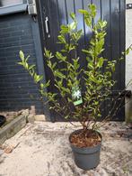 Magnolia Stellata, Ophalen, Overige soorten, Minder dan 100 cm
