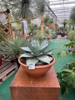 Agave ovatifolia Whale tongue / Iced heart / Met Pasen open.