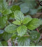 Biologische citroenmelisse., Volle zon, Groenteplanten, Eenjarig, Ophalen of Verzenden