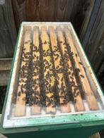 Carnica zesramer Oostenrijkse P-moer 2025, Bijen