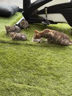Grijsen en witten kittens, Dieren en Toebehoren, Katten en Kittens | Overige Katten, Meerdere dieren
