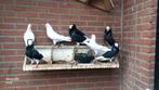Sierduiven, Dieren en Toebehoren, Vogels | Duiven, Meerdere dieren, Overige soorten