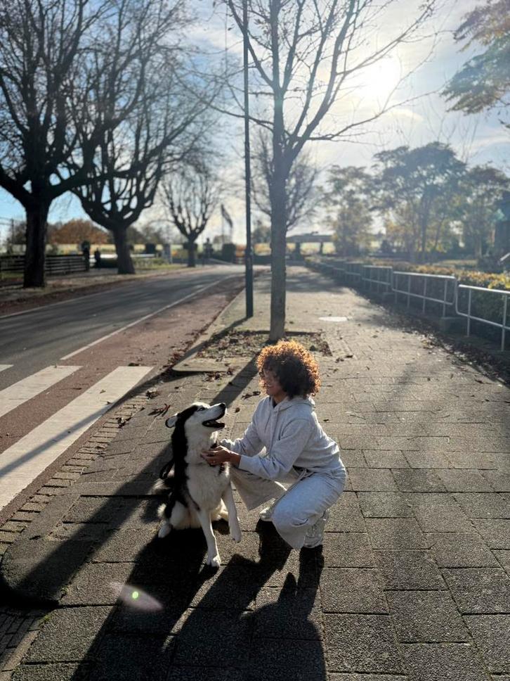 Hodenoppas, Diensten en Vakmensen, Dieren | Honden | Verzorging, Oppas en Les, Uitlaatservice