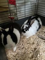 Twee Dwergkonijnen, Dieren en Toebehoren, Konijnen, Vrouwelijk