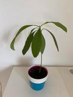 Avocado plant, Huis en Inrichting, Kamerplanten, Ophalen