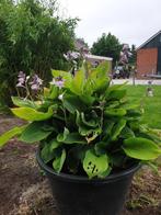 HOSTA, Tuin en Terras, Planten | Tuinplanten, Volle zon, Vaste plant, Zomer, Ophalen
