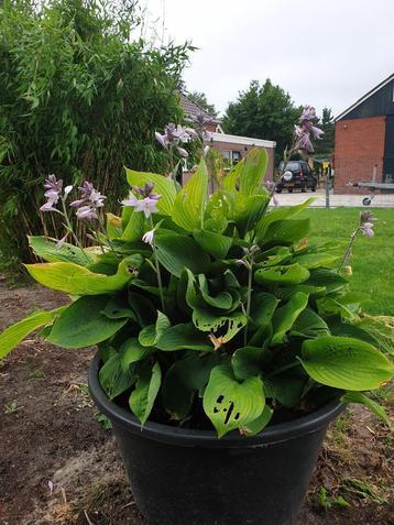 HOSTA  beschikbaar voor biedingen