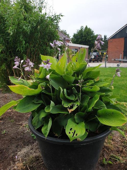 HOSTA, Tuin en Terras, Planten | Tuinplanten, Vaste plant, Overige soorten, Volle zon, Zomer, Ophalen