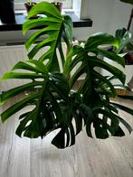 Monstera deliciosa brazil form, Huis en Inrichting, Kamerplanten, Ophalen, Overige soorten, Volle zon, 100 tot 150 cm