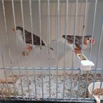 Zebravinken grijs en witborstgrijs, Dieren en Toebehoren, Vogels | Overige Vogels, Meerdere dieren, Tropenvogel, Geringd