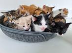 Prachtige kittens, Dieren en Toebehoren, Katten en Kittens | Overige Katten, Meerdere dieren