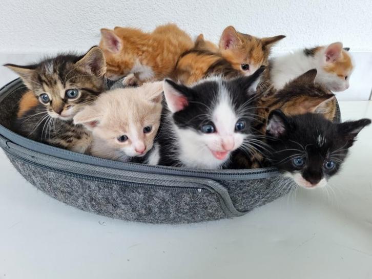 Prachtige kittens, Dieren en Toebehoren, Katten en Kittens | Overige Katten, Meerdere dieren