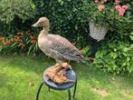 opgezette gans, Antiek en Kunst, Curiosa en Brocante, Ophalen