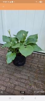 Jurrassic Park Hosta, Vaste plant, Halfschaduw, Zomer, Ophalen