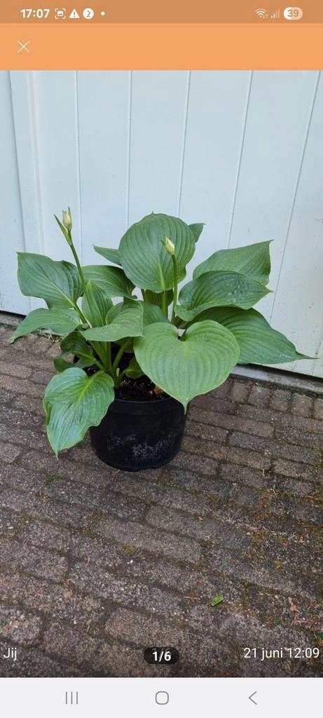 Jurrassic Park Hosta, Tuin en Terras, Planten | Tuinplanten, Vaste plant, Overige soorten, Halfschaduw, Zomer, Ophalen